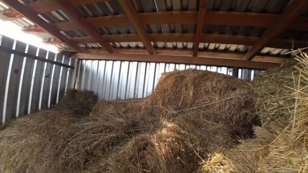 Деревенские будни / Середина ноября / Убрали индюков