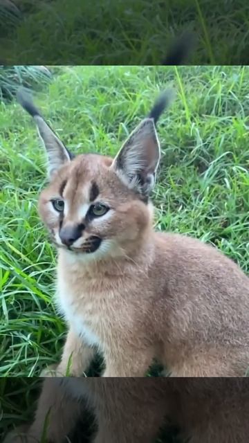 Рысь (р) смотреть онлайн