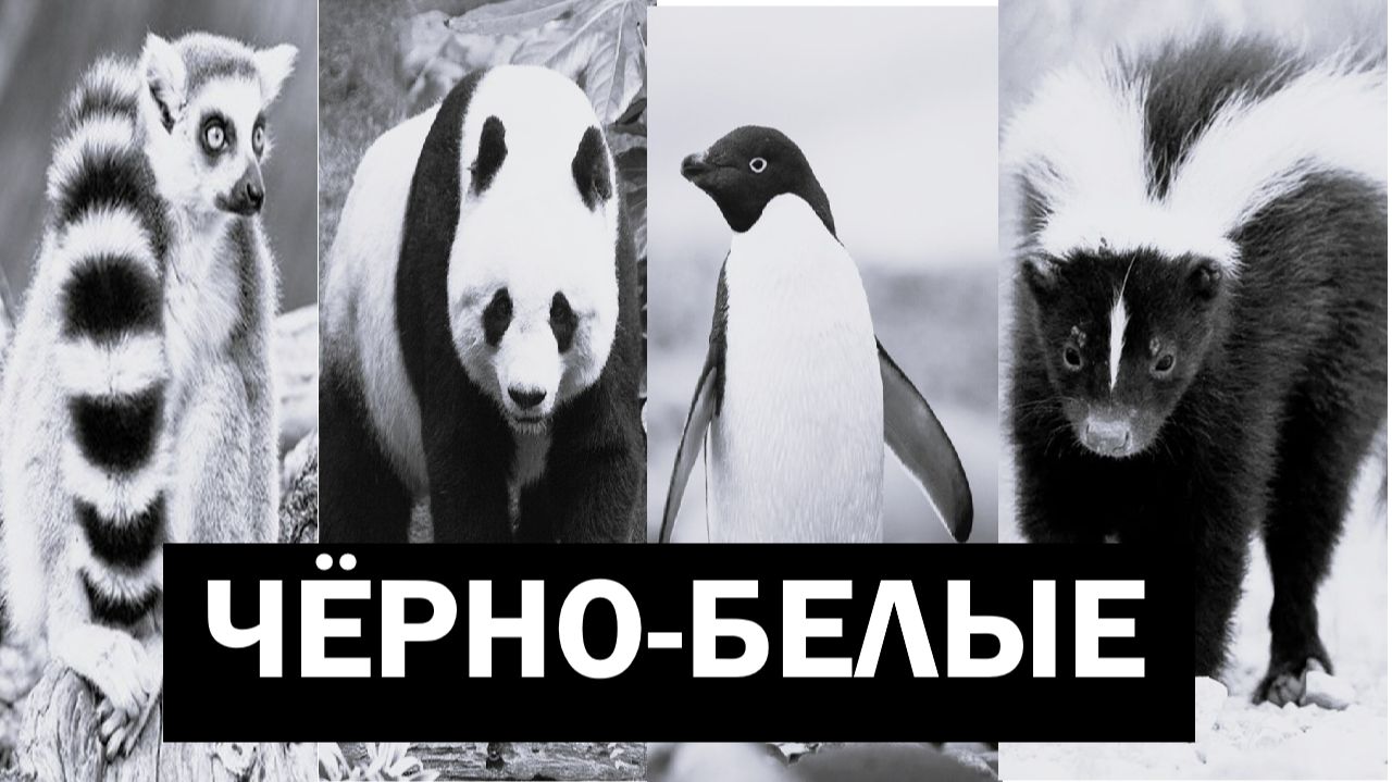 🌏 Удивительная жизнь чёрно-белых животных