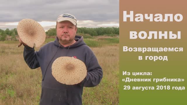 Начало грибной волны. Возвращаемся в город. "Дневник грибника" 29 августа 2018 года. смотреть онлайн