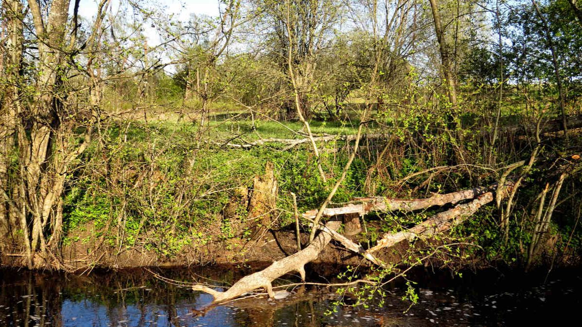 По весне дров нанесло смотреть онлайн
