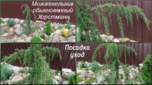 Можжевельник обыкновенный Хорстманн. Посадка, уход.
