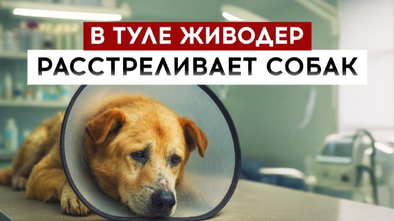 В Туле живодер расстреливает собак смотреть онлайн