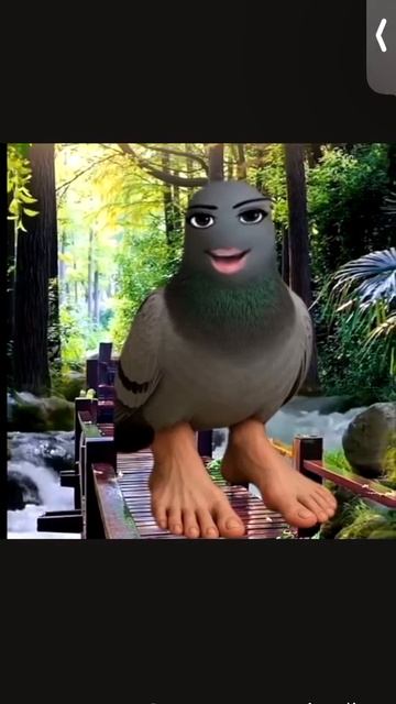 Супер сильный рыжок голубя на красивом мосту🤣🤣🤣🤣🤣