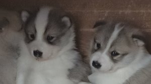 Щенки остаются одни