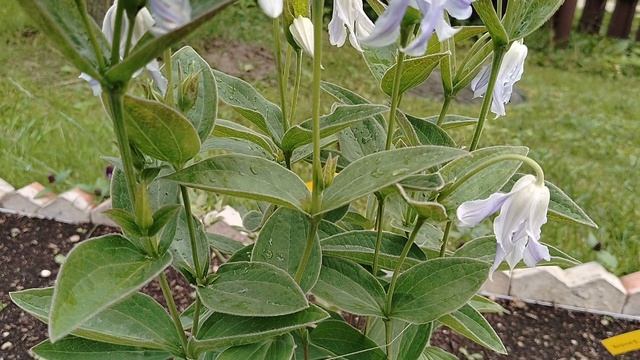 Клематис Хакури (Hakuree) цельнолисный в нашем саду 2025 смотреть онлайн