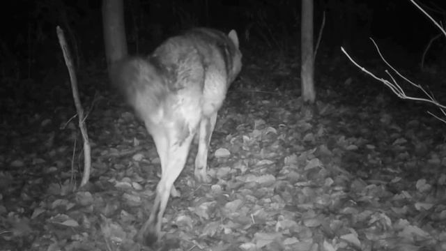 🐺🐺🐺 видео фото ловушки смотреть онлайн