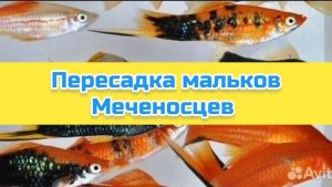 Пересадка мальков Меченосцев