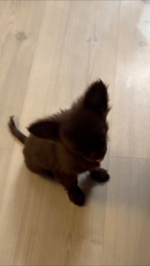 Испугаешься её пожалуйста 😻