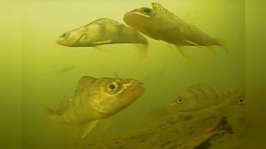 КАК КЛЮЕТ ОКУНЬ ПОД ВОДОЙ? Поклевки окуня крупным планом