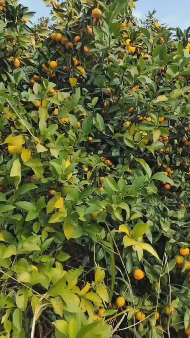 Восторженный видео-обзор изобилия мандаринов в Абхазии (конец ноября, ОСЕНЬ-2025) смотреть онлайн