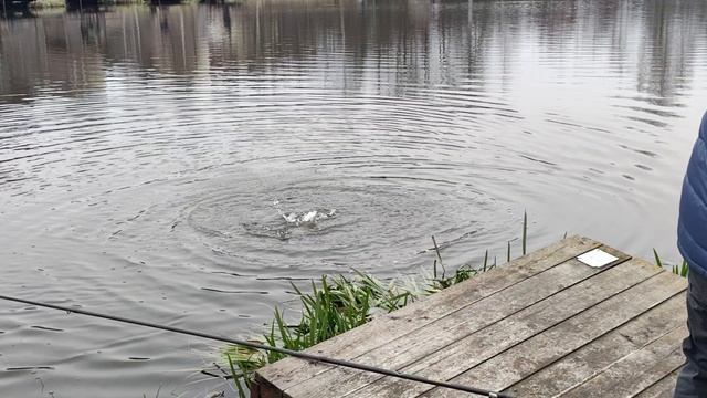 Светлые Горы Форель3 29.11.2025г смотреть онлайн