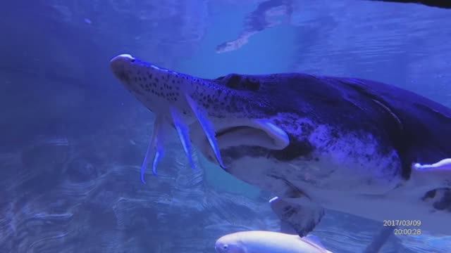 Океанариум