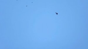 Самаркандские игровые голуби – гордость Тверской земли. Вот они, питомцы Асана, начинают играть.