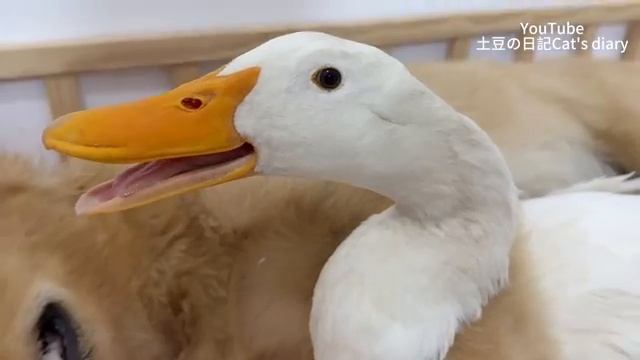 Самка золотистого ретривера привела домой утенка, чтобы пофлиртовать с ним (2025 год) смотреть онлайн