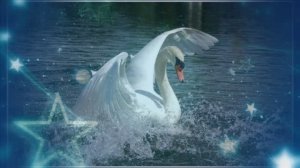 Лебедь белая. Исполняет Елена Шевченко