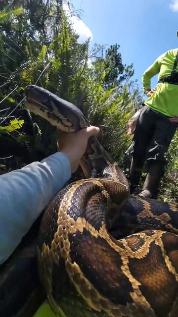 🐍Сетчатый питон смотреть онлайн