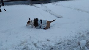 Калининград в декабре 2025 г. Амалиенау зимой. Пёсик Фафик