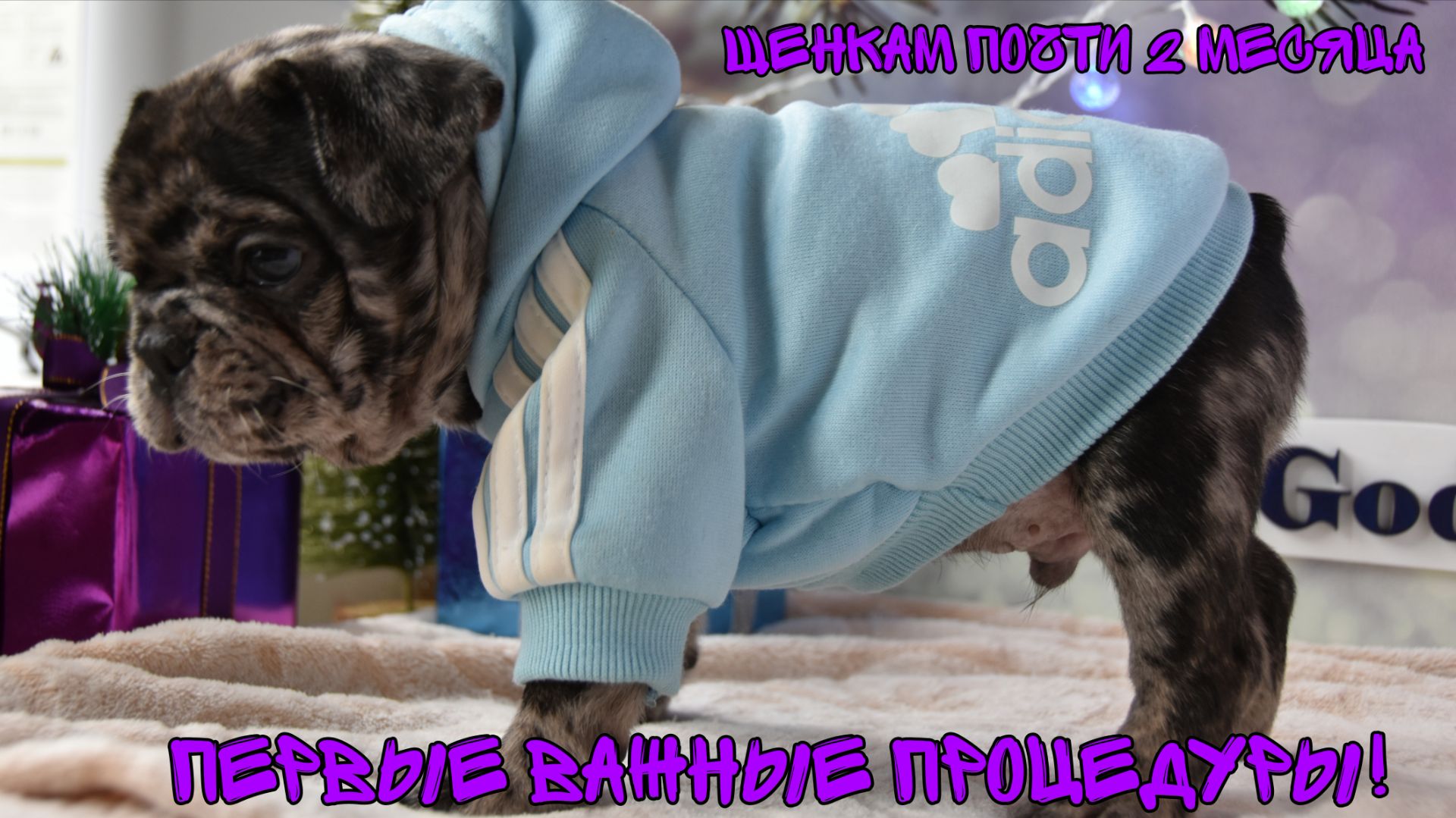 Щенкам почти 2 месяца! Первая вакцинация и чипирование пройдены!