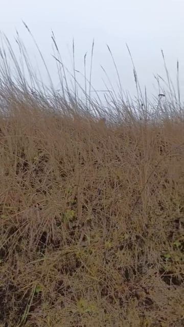 Мотоцикл Скаут-9, Ижтехмаш, полный привод смотреть онлайн