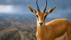 Ахар-Бахар готовится к зиме: как дикие звери Кавказа выживают с приходом холодов | Все как у людей