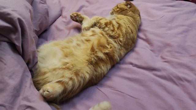 рыжая по-тихому отжимает жилплощадь😄 смотреть онлайн