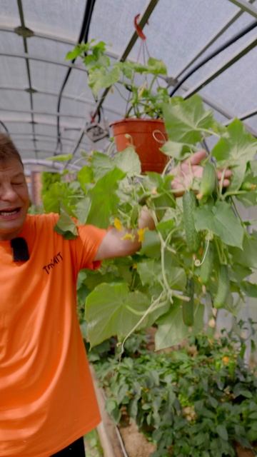 ампельные огурцы смотреть онлайн