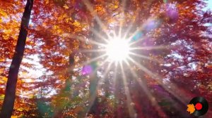 Просто осень.