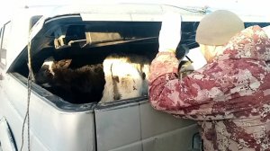 Завезли ещё телят/Ураган сорвал крышу/Всё не по плану