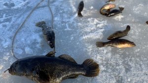 Ротаны - каннибалы на маленьком озере