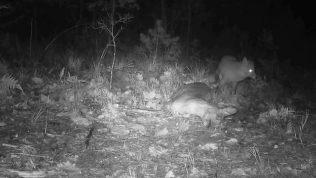 Лиса 🦊 видео фото ловушки смотреть онлайн