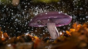 Позднеосенние грибы_ колпак кольчатый, рядовка фиолетовая, говорушка дымчатая. Михаил Вишневский