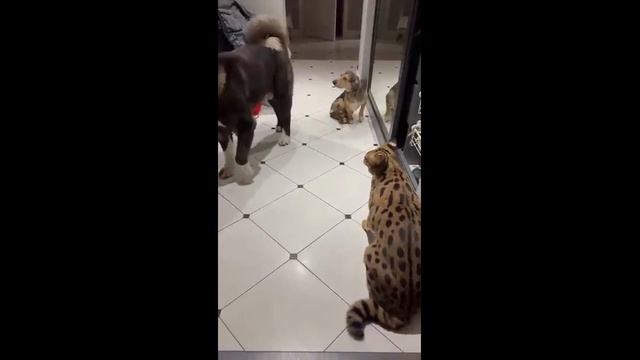 Сервал и две собаки - 2025 год смотреть онлайн