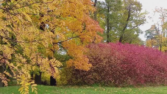 Цвета  осени  октябрь.  Санкт-Петербург