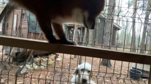 Лиса-Алиса. Белый пришел поздороваться с лисом Игнисом