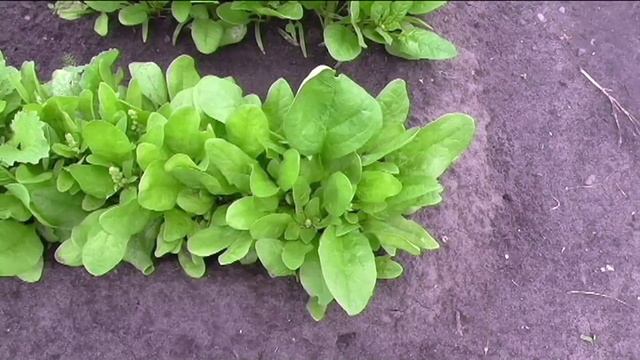 Сорта салата и шпината