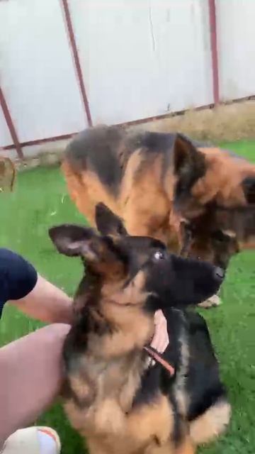 Баларис СОЛНЦЕ, 4.5 мес. Налаживаем общение со старшими. смотреть онлайн