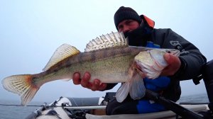 Это сон?! Рыбалка вышла за границы. Лютый жор крупного судака на спиннинг