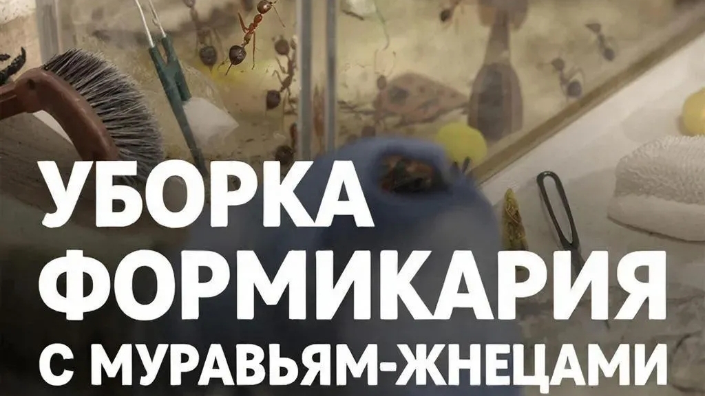 Уборка у муравьëв жнецов на арене. (ShaDimka123)