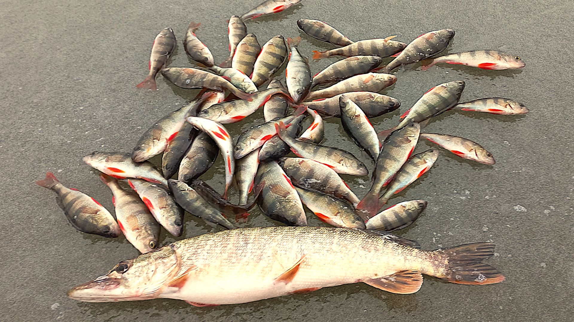 Наконец то открылся по нормальной рыбе!!!