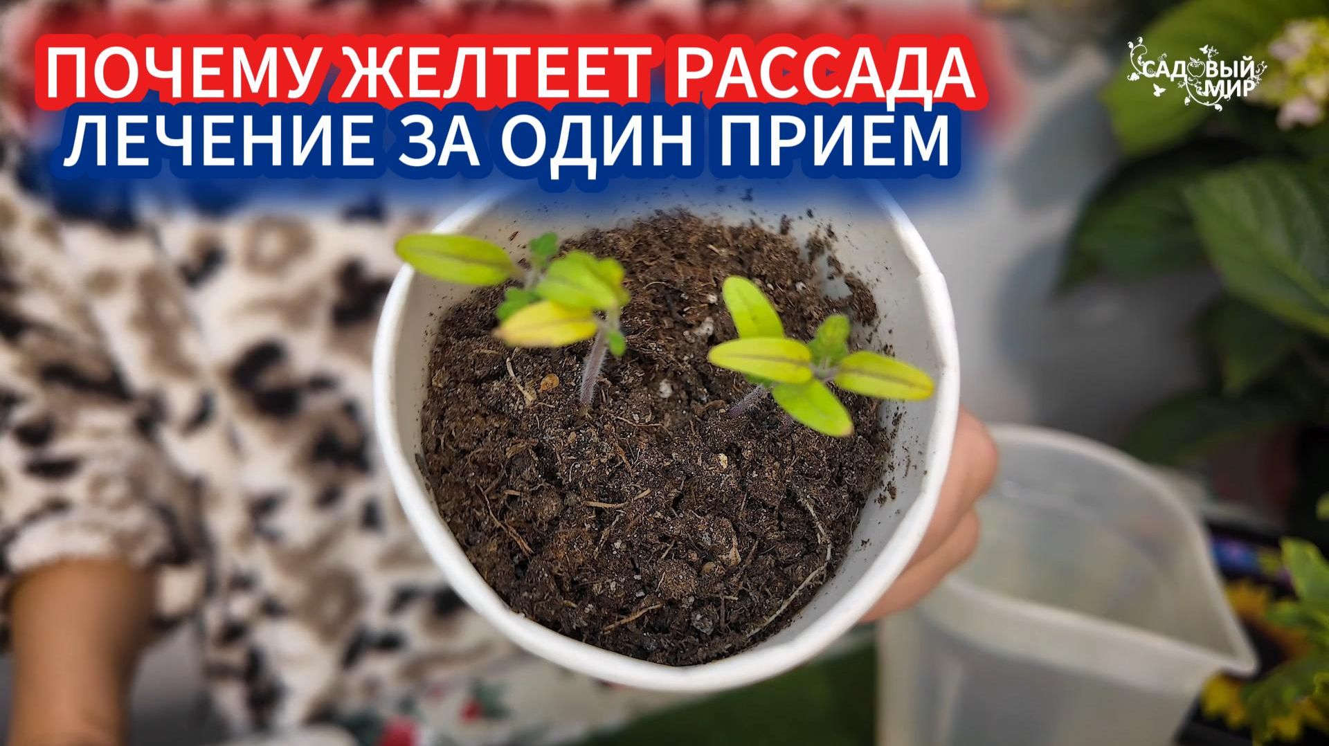СПАСЕНИЕ ЖЕЛТОЙ РАССАДЫ. ДИАГНОСТИКА И ЛЕЧЕНИЕ ХЛОРОЗА УДОБРЕНИЕМ ЗА ОДИН ПРИЕМ смотреть онлайн