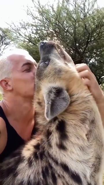 Как смеются гиены 😂 смотреть онлайн