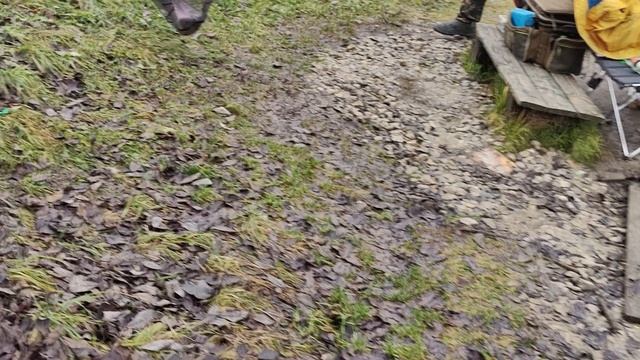 Светлые Горы Форель4 29.11.2025г смотреть онлайн