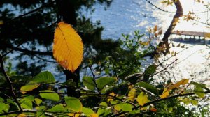 Песенная Медитация 28.11.2025