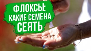Как правильно посеять флоксы. Какие семена флоксов выбрать.
