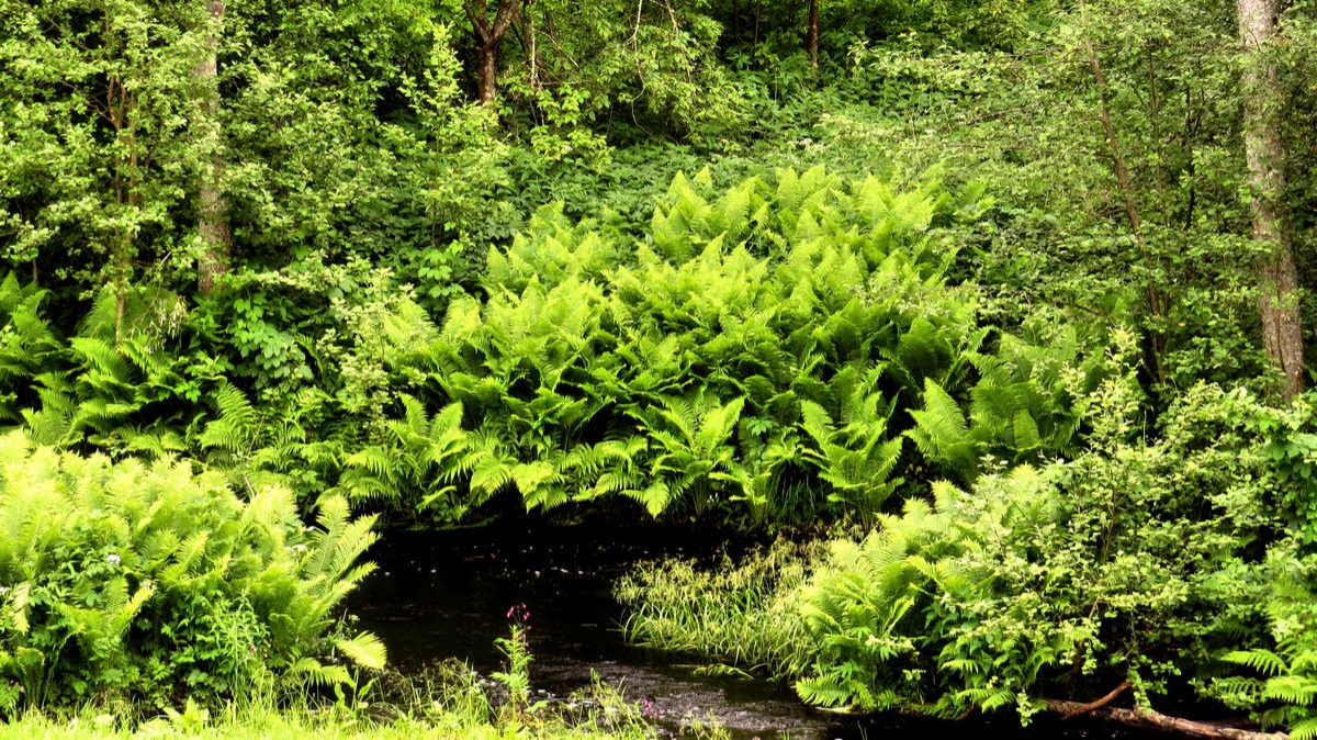 Папоротник весной смотреть онлайн