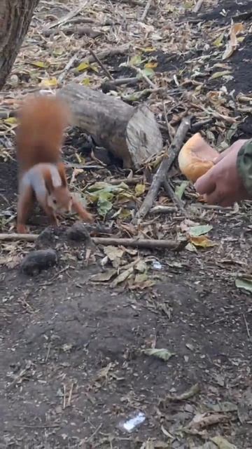 НОВЫЙ ДРУГ!! смотреть онлайн