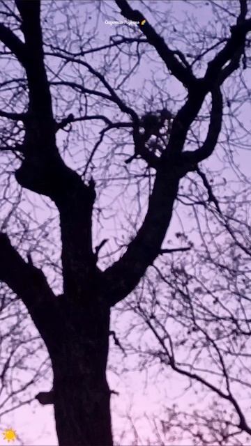 #милая #белочка #природа #парксемхоз #саратов #солнечный #осень2025год #сиреневыйвечер #событиедня # смотреть онлайн