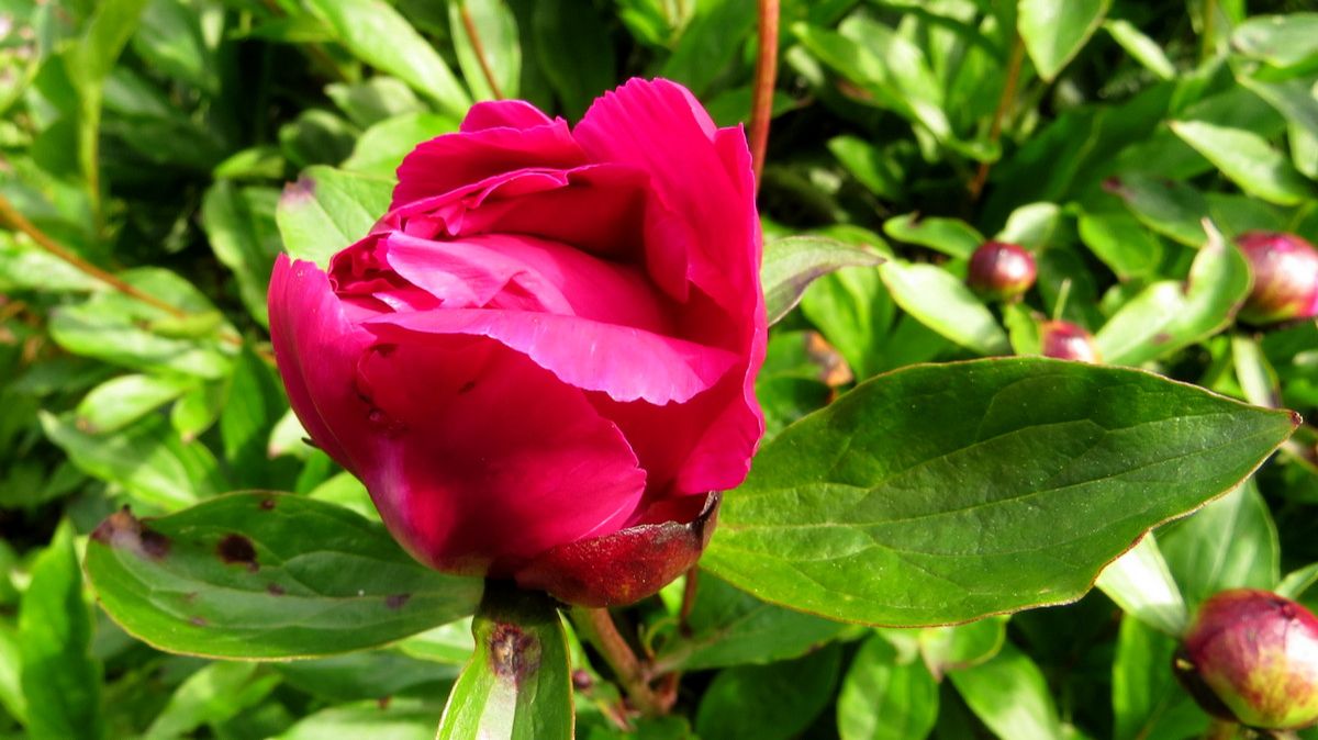 Пион смотреть онлайн