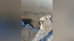 Залив Печенга